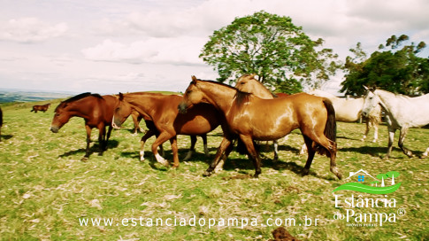 INICIO INICIO.00_03_22_10.Quadro036_e608ff075bf2cc141b9a1e4b1654a0f0fb9dfa7d.jpg